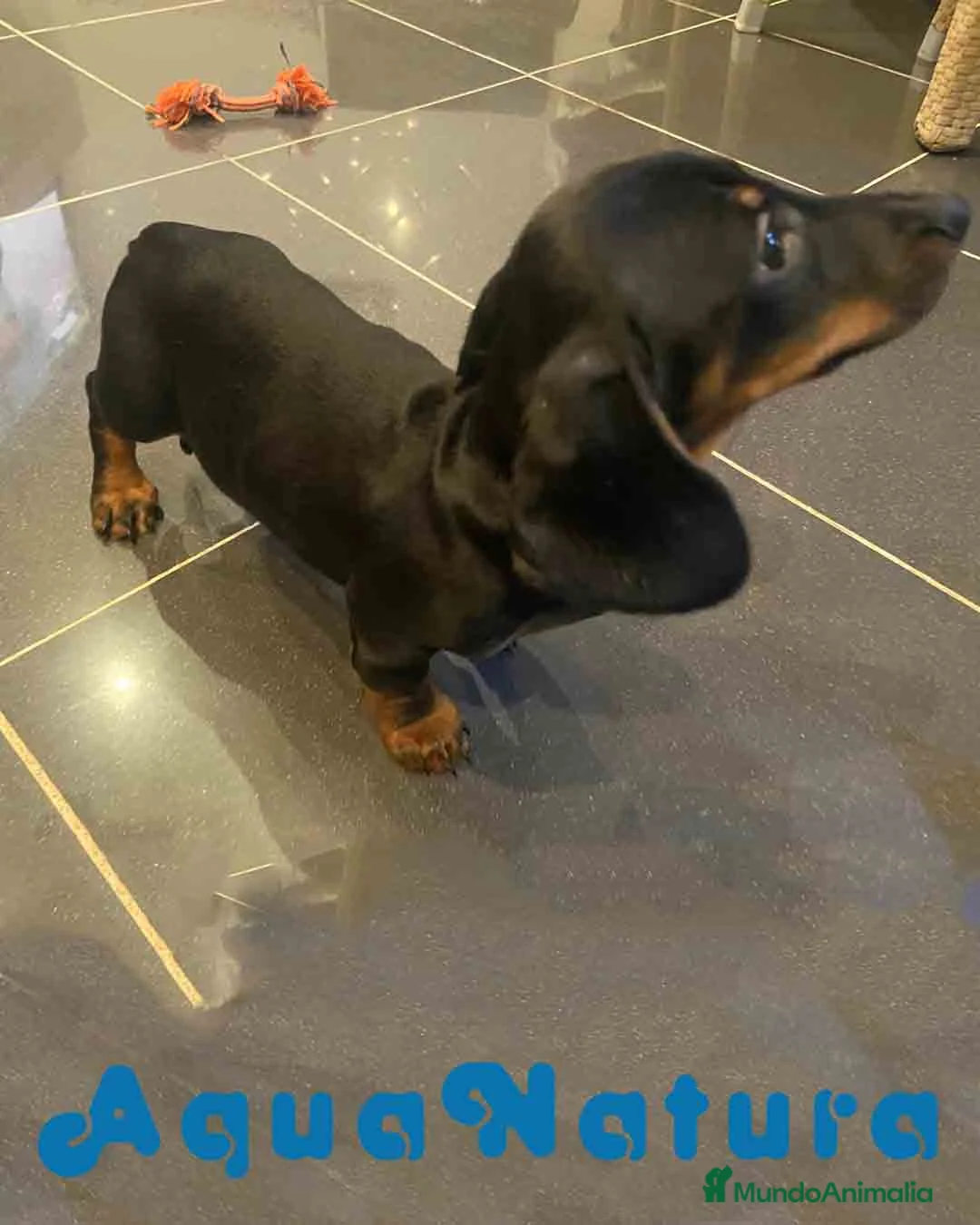 Teckel Miniatura perros en venta: Teckel Macho de Tria y Luisiño 2023 AQUANATURA - Anuncio 3