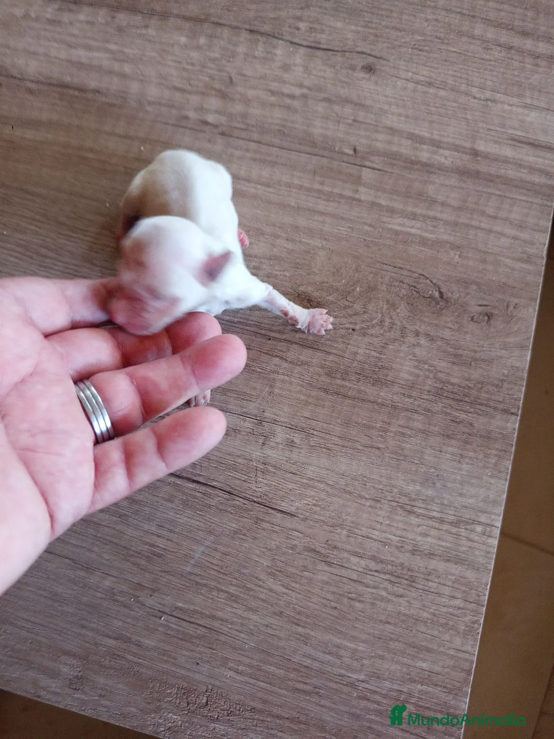 Raza Mixta perros en venta: Cachorros de crestepoo, no sueltan pelo  - Anuncio 1