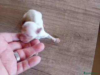 Raza Mixta perros Cachorros de crestepoo, no sueltan pelo - Anuncio 2