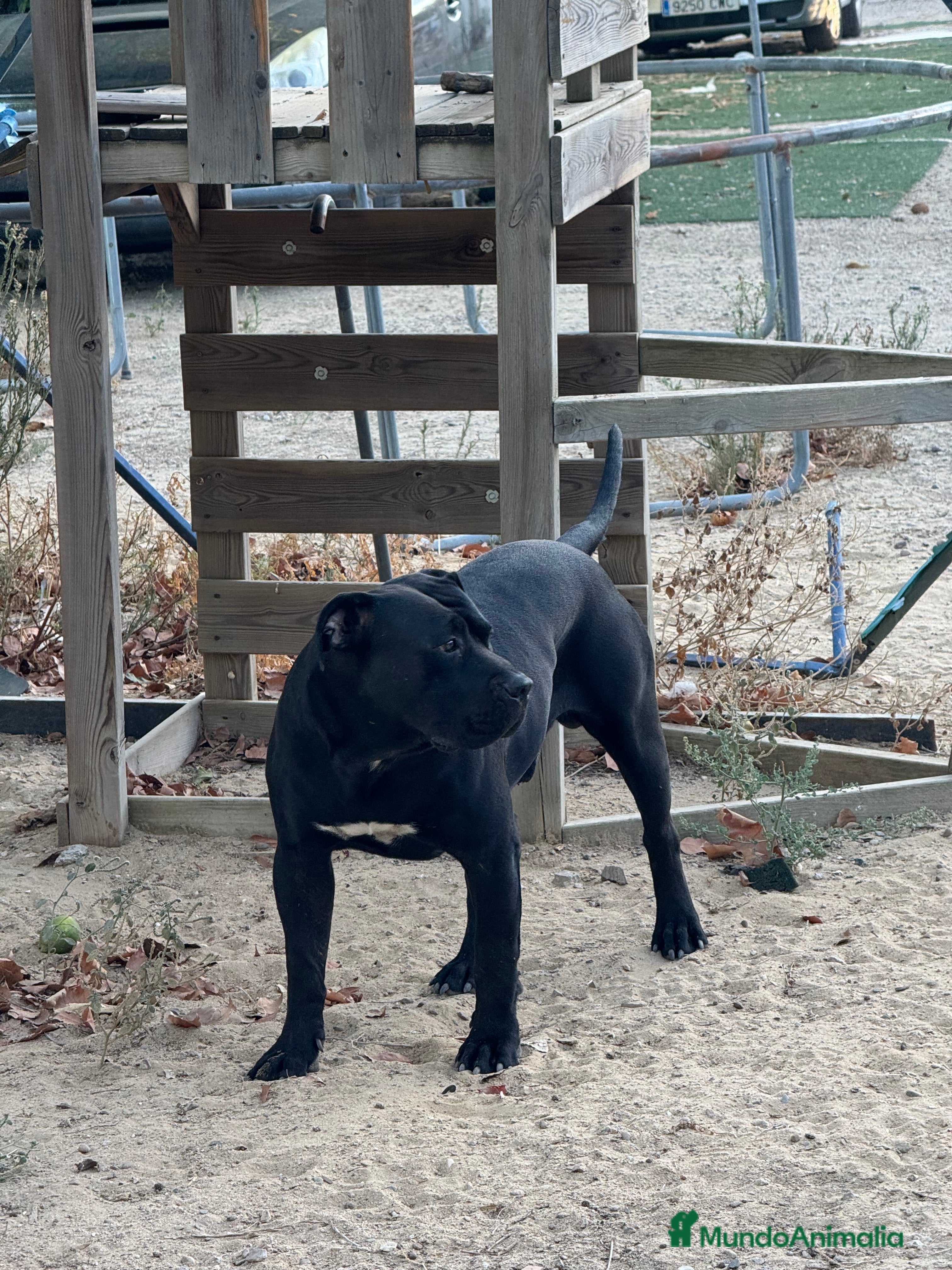 Presa Canario perros Camada de presa/dogo canario - Anuncio 2