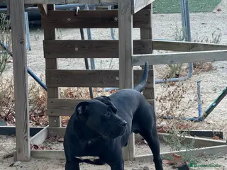 Presa Canario perros Camada de presa/dogo canario - Anuncio 2