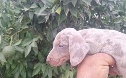 Teckel perros en venta: Teckel Arlequin Isabello - Imagen 1