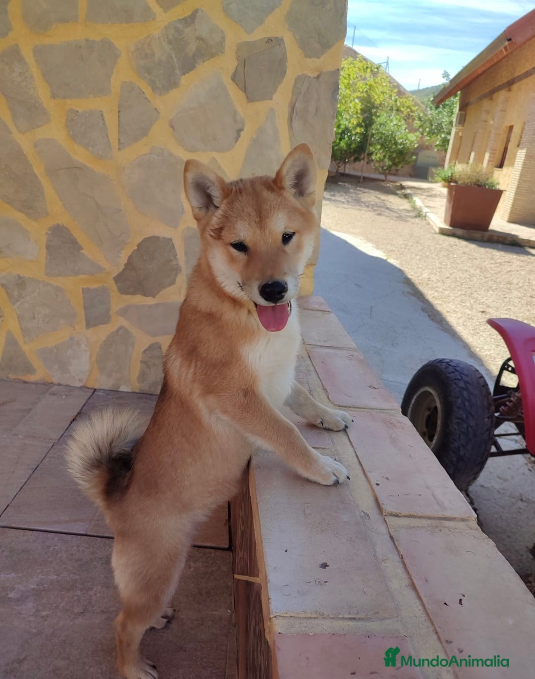 Shiba Inu perros en venta: SHIBA INU - Anuncio 1