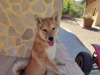 Shiba Inu perros SHIBA INU - Anuncio 1