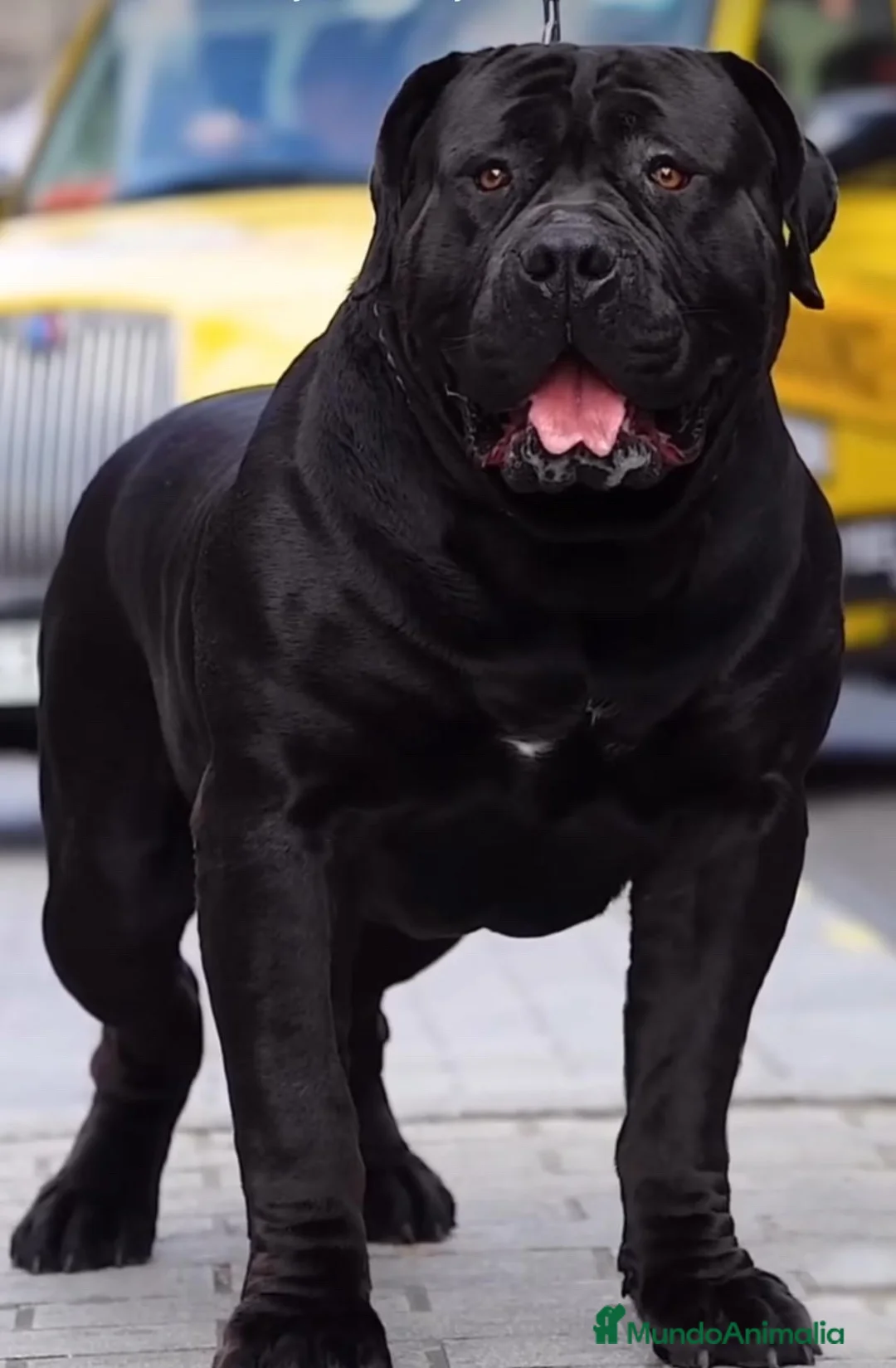 American Bully perros en venta: AMERICAN BULLY XL , CRIA PROFESIONAL,SOLO LLAMADAS en Sevilla - Anuncio 7