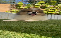 Pomerania perros en venta: POMERANIA MACHO. PRECIO REAL. Envio a toda España. - Imagen 18
