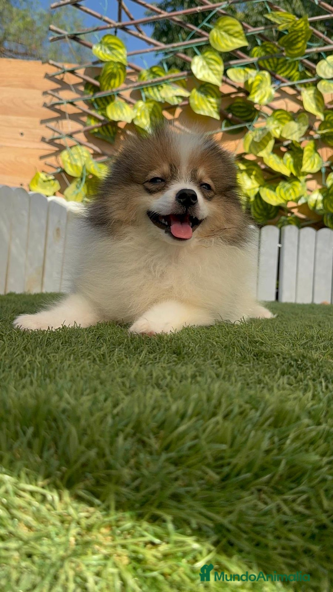 Pomerania perros en venta: POMERANIA MACHO. PRECIO REAL. Envio a toda España. - Imagen 18