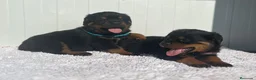 Rottweiler perros en venta:  Rottweiler  en Sevilla - Anuncio 15