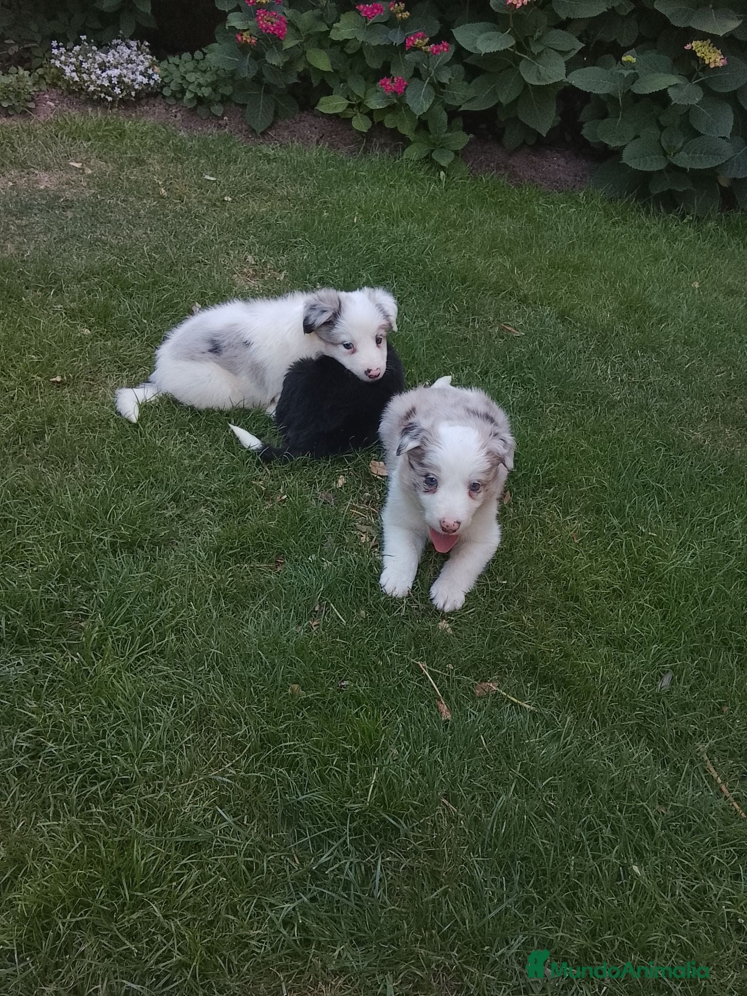 Border Collie perros Cachorros de border collie 6 - Anuncio 11