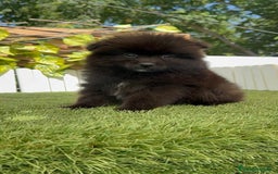 Pomerania perros en venta: POMERANIA MACHO - Imagen 4