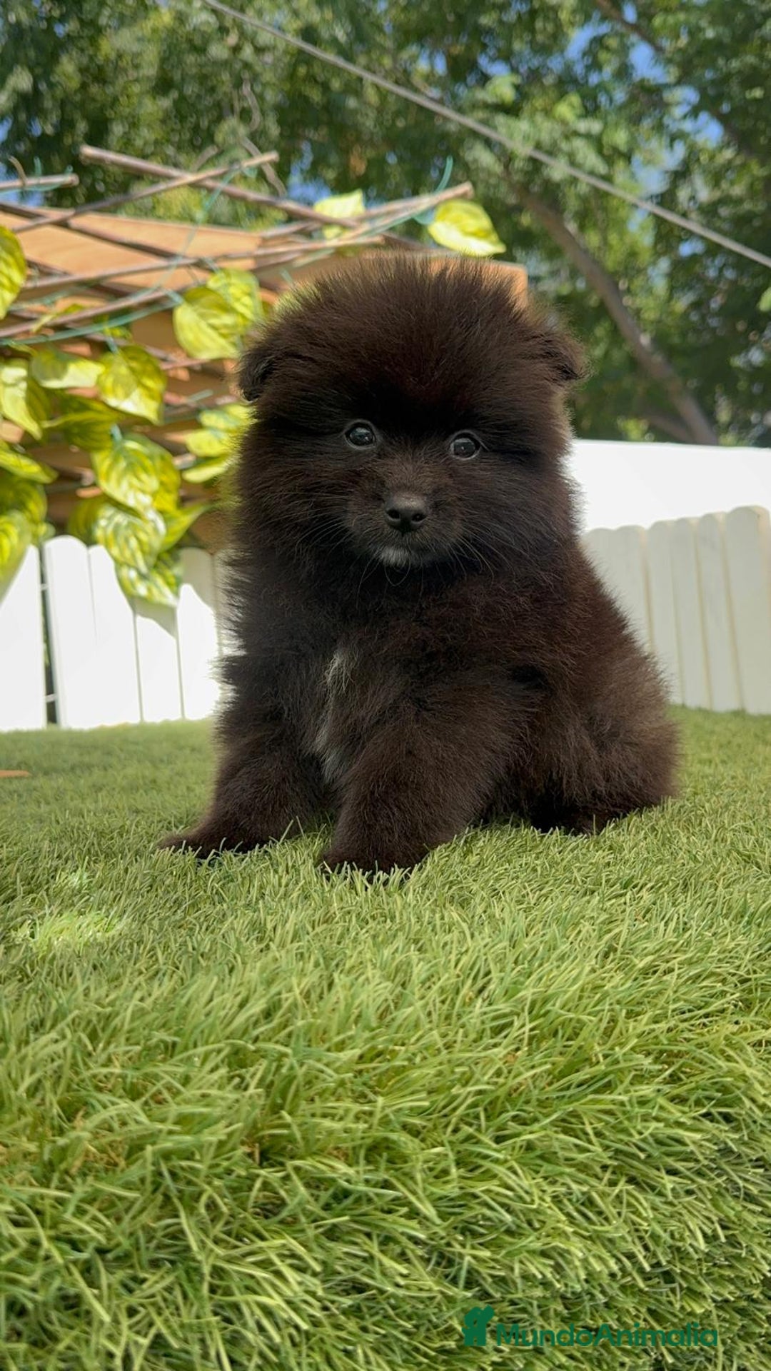 Pomerania perros en venta: POMERANIA MACHO - Imagen 4