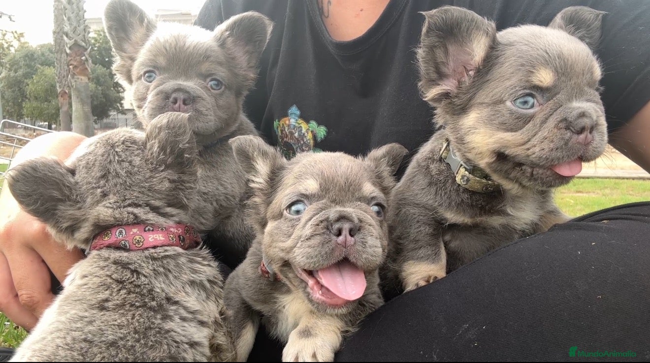 Bulldog Francés perros Bulldog francés Lilac fluffy  - Anuncio 17