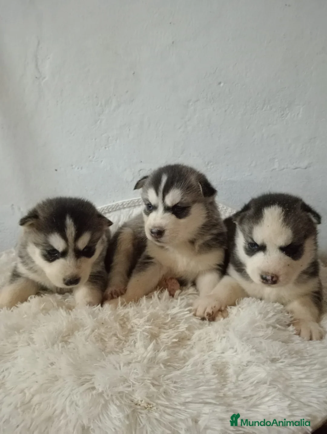 Husky Siberiano perros en venta: Husky siberiano  - Anuncio 9