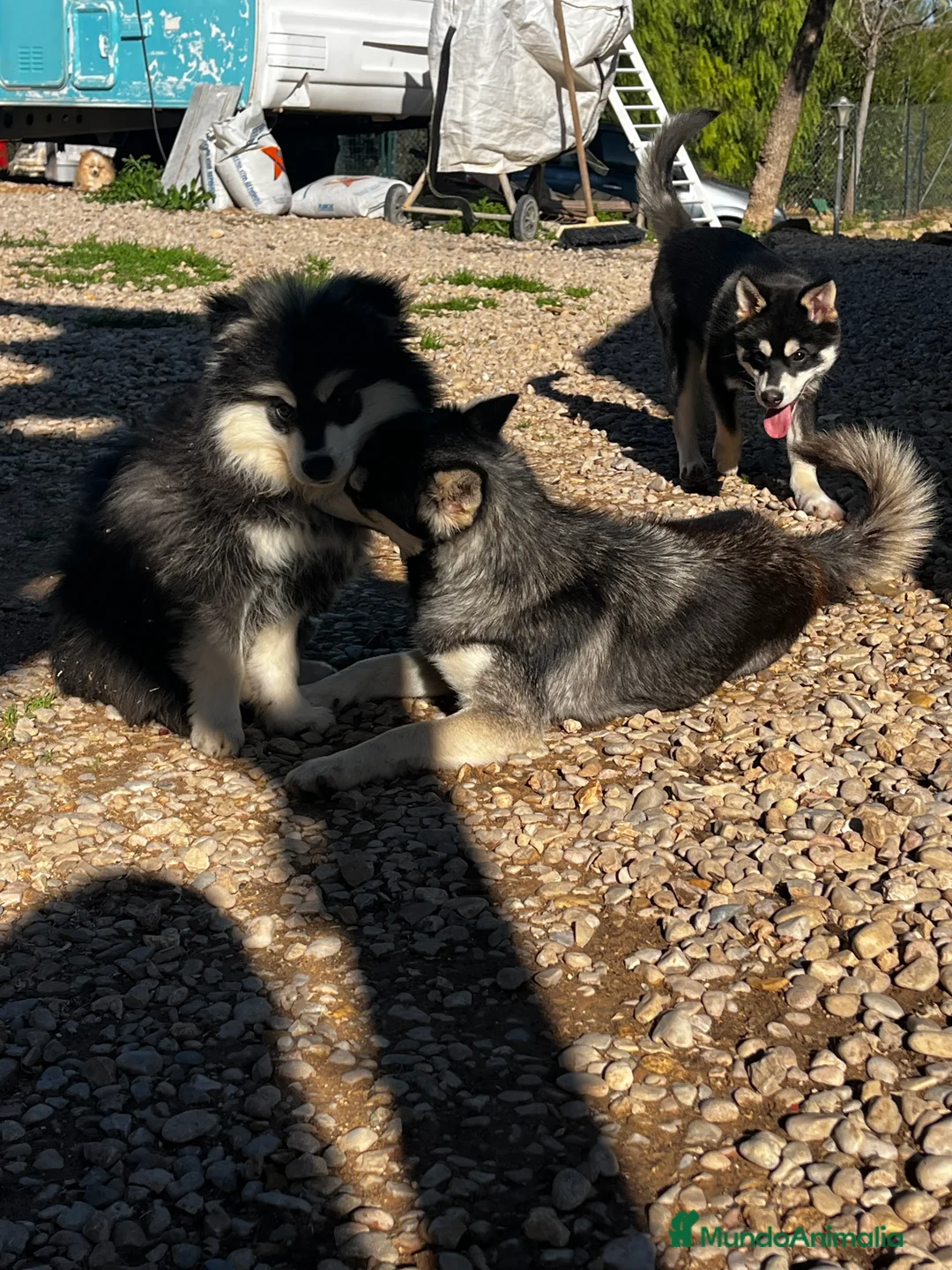 Pomsky perros en venta: Pomsky miniatura multigeneracional  - Anuncio 15