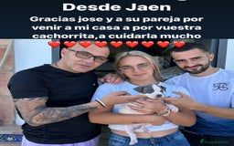 American Staffordshire-Terrier perros en venta: American Stanford, mis pequeños - Imagen 11