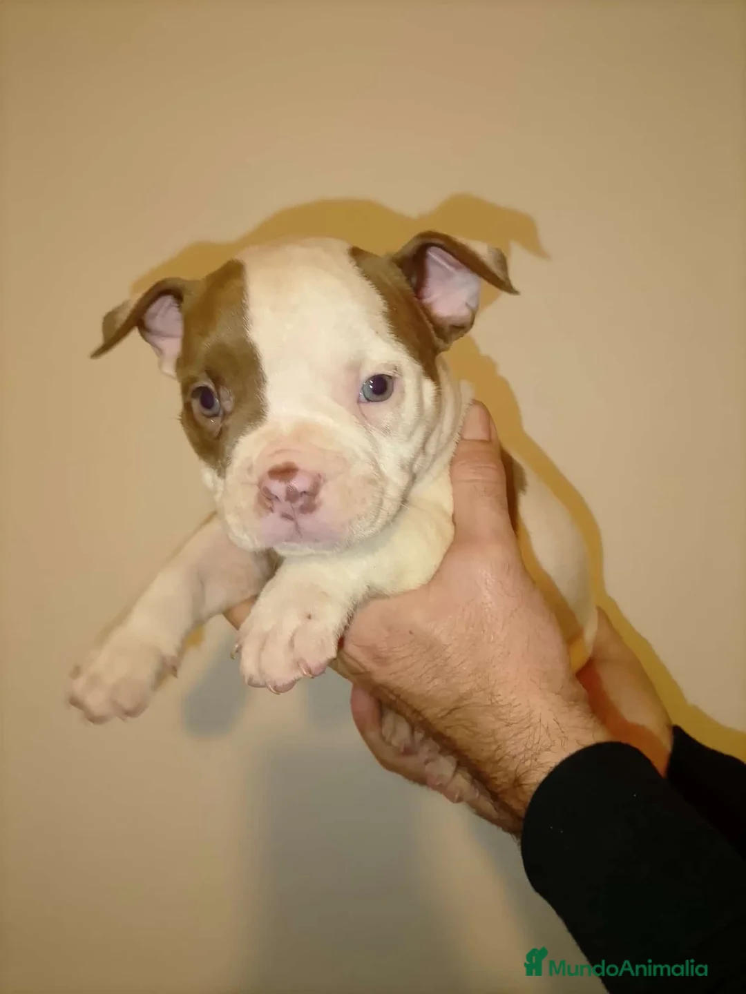 American Bully perros en venta: American bully pocket  - Anuncio 10