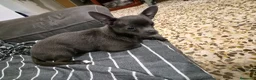 Chihuahua perros en venta: Chihuahua línea rusa - Anuncio 2