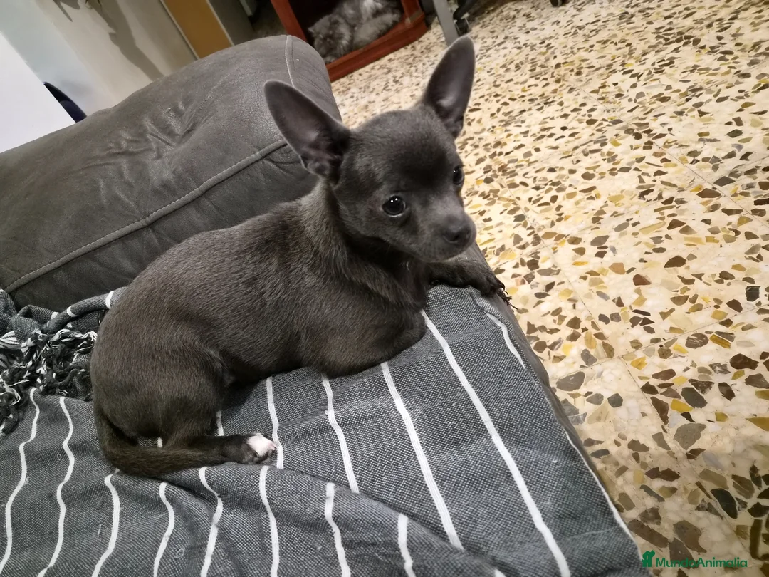 Chihuahua perros en venta: Chihuahua línea rusa - Anuncio 2