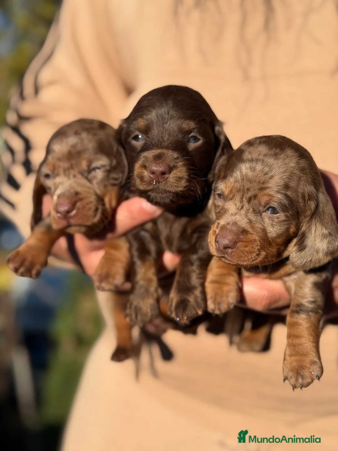 Teckel Miniatura perros en venta: Teckel mini  - Anuncio 2