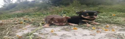 Chihuahua perros en venta: CHIHUAHUAS CABEZA DE MANZANA  - Anuncio 4