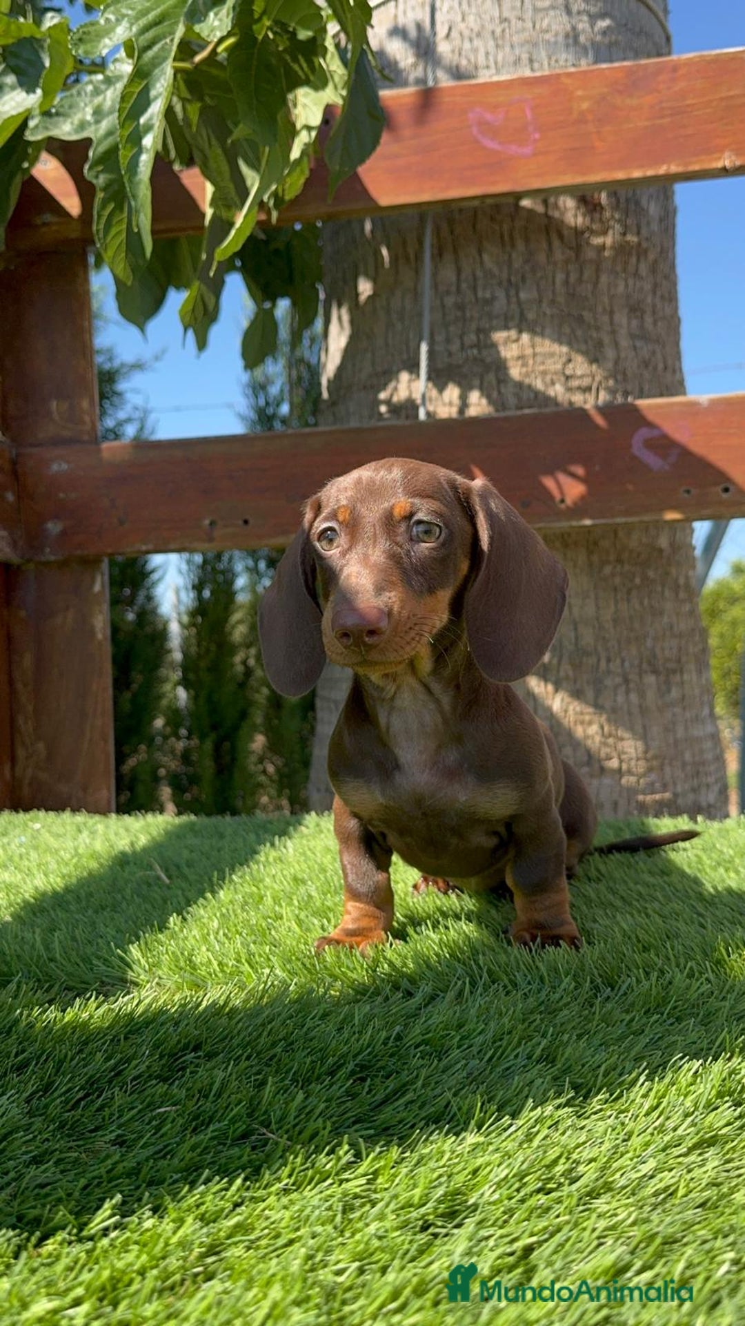 Teckel perros en venta: TECKEL MINIATURA HEMBRA - Imagen 1