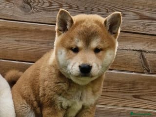 Shiba Inu perros HEMBRA ROJITA SHIBA INU - Anuncio 14
