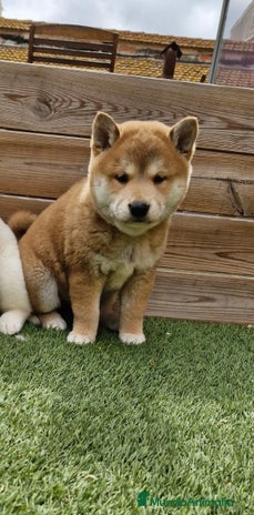 Shiba Inu perros - Anuncio 7