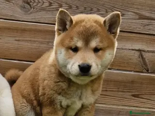 Shiba Inu perros HEMBRA ROJITA SHIBA INU - Anuncio 42