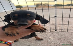 Teckel Miniatura perros en venta: Teckel miniatura  - Imagen 3