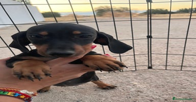 Teckel Miniatura perros - Anuncio 9
