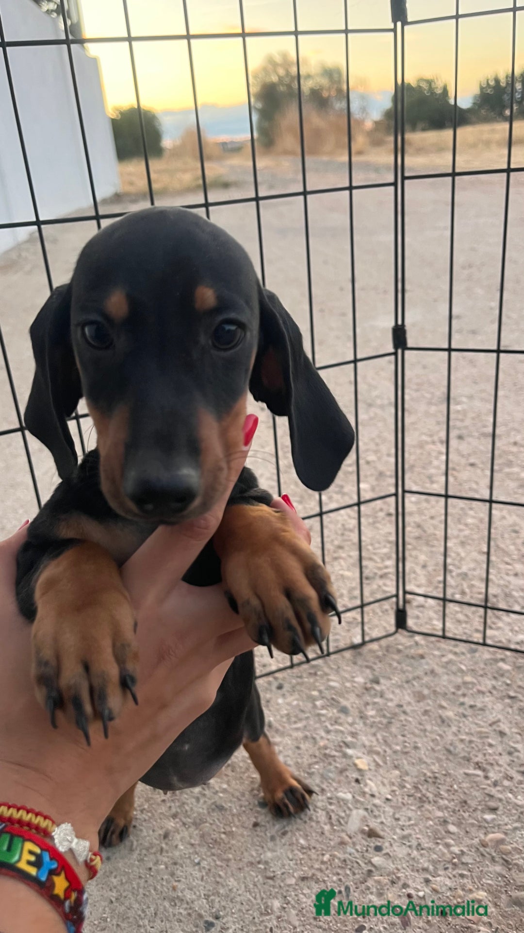 Teckel Miniatura perros en venta: Teckel miniatura  - Imagen 3