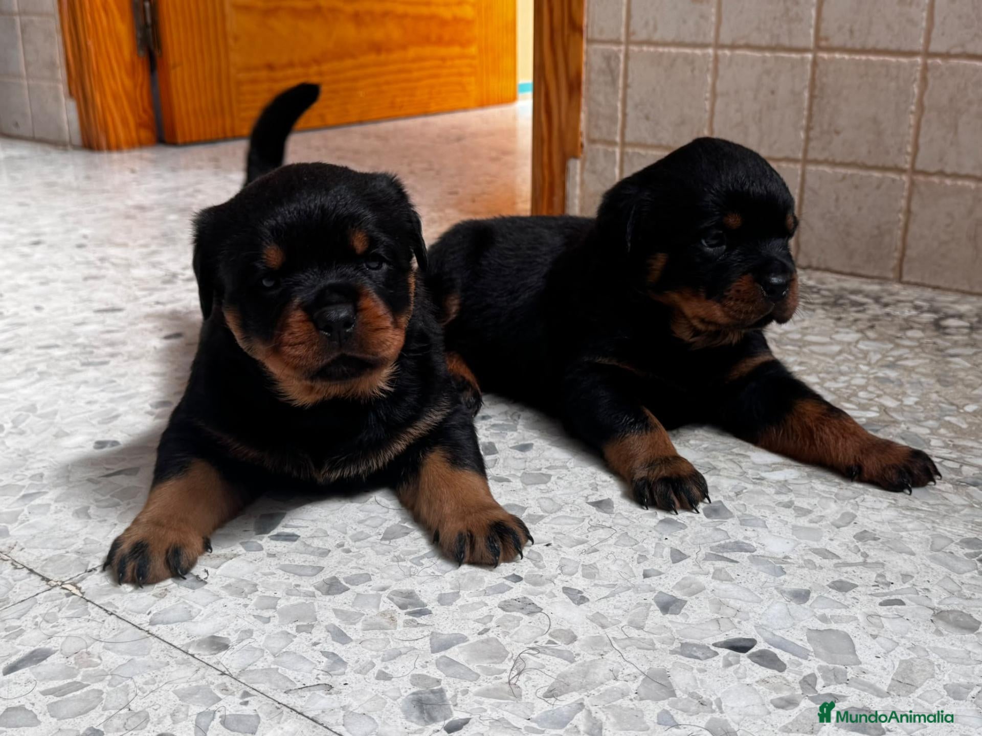 Rottweiler perros Rottwieler  - Anuncio 1