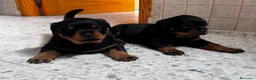 Rottweiler perros en venta: Rottwieler  - Anuncio 1