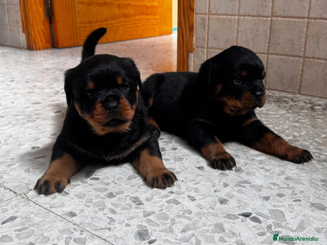 Rottweiler perros en venta: Rottwieler  - Anuncio 1
