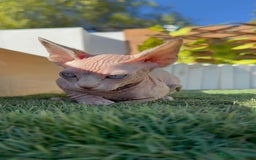 Sphynx gatos en venta: GATITAS SPHYNX - Anuncio 18