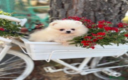 Pomerania perros en venta: Pomerania Hembra busca famila !!!!  - Imagen 8