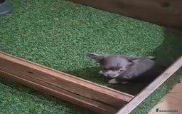 Chihuahua perros en venta: Chihuahua MICRO TOY Lilac Pelo Largo - Imagen 5