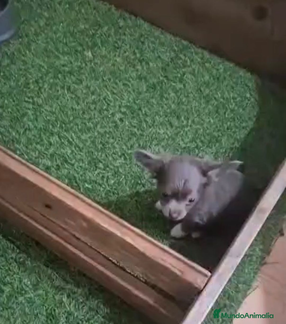 Chihuahua perros en venta: Chihuahua MICRO TOY Lilac Pelo Largo - Imagen 5