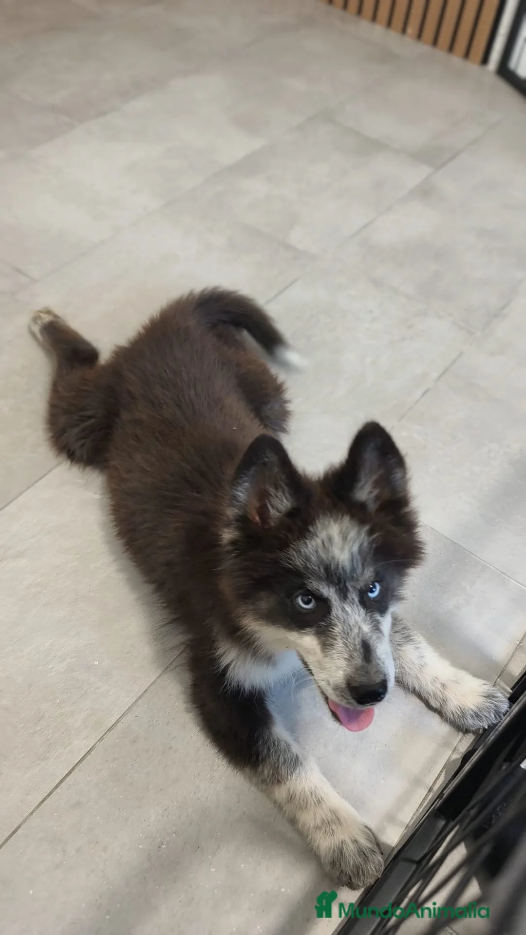 Husky Siberiano perros en venta: Husky siberiano  - Anuncio 2