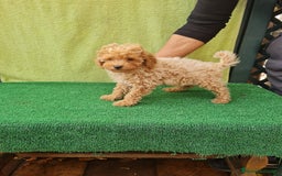 Maltipoo perros en venta: Maltipoo toy - Imagen 5