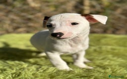 Jack Russell Terrier perros en venta: Jack russell pata corta - Imagen 5