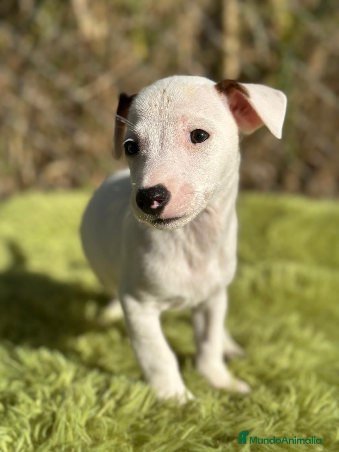 Jack Russell Terrier perros en venta: Jack russell pata corta - Imagen 5