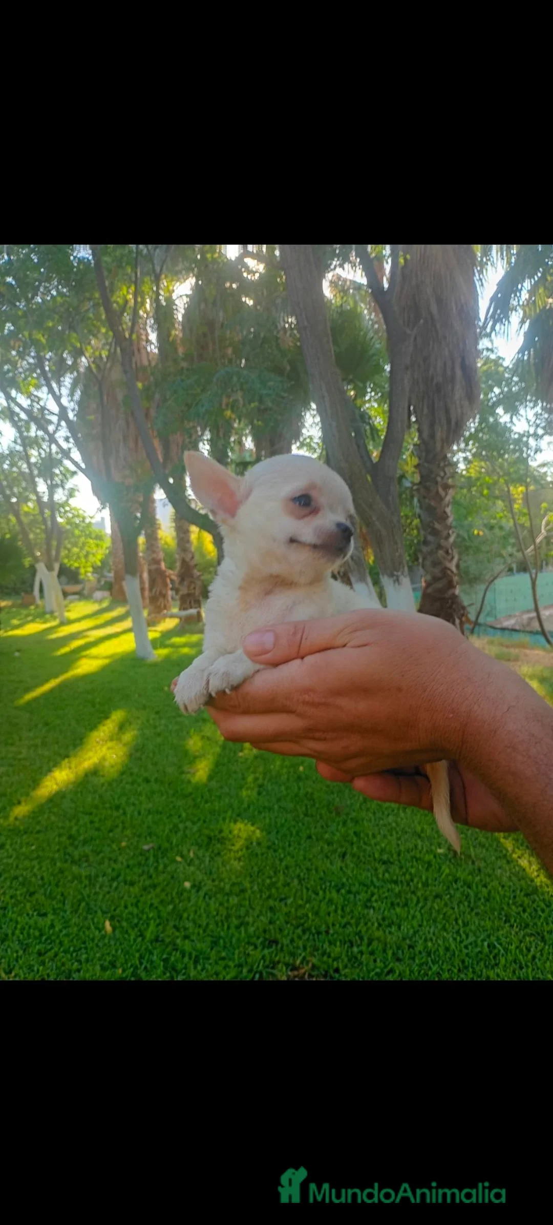 Chihuahua perros en venta: Disponible Chihuahua Macho de Calidad  - Anuncio 2