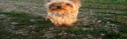Yorkshire Terrier perros en venta: Yorsay mini - Anuncio 2
