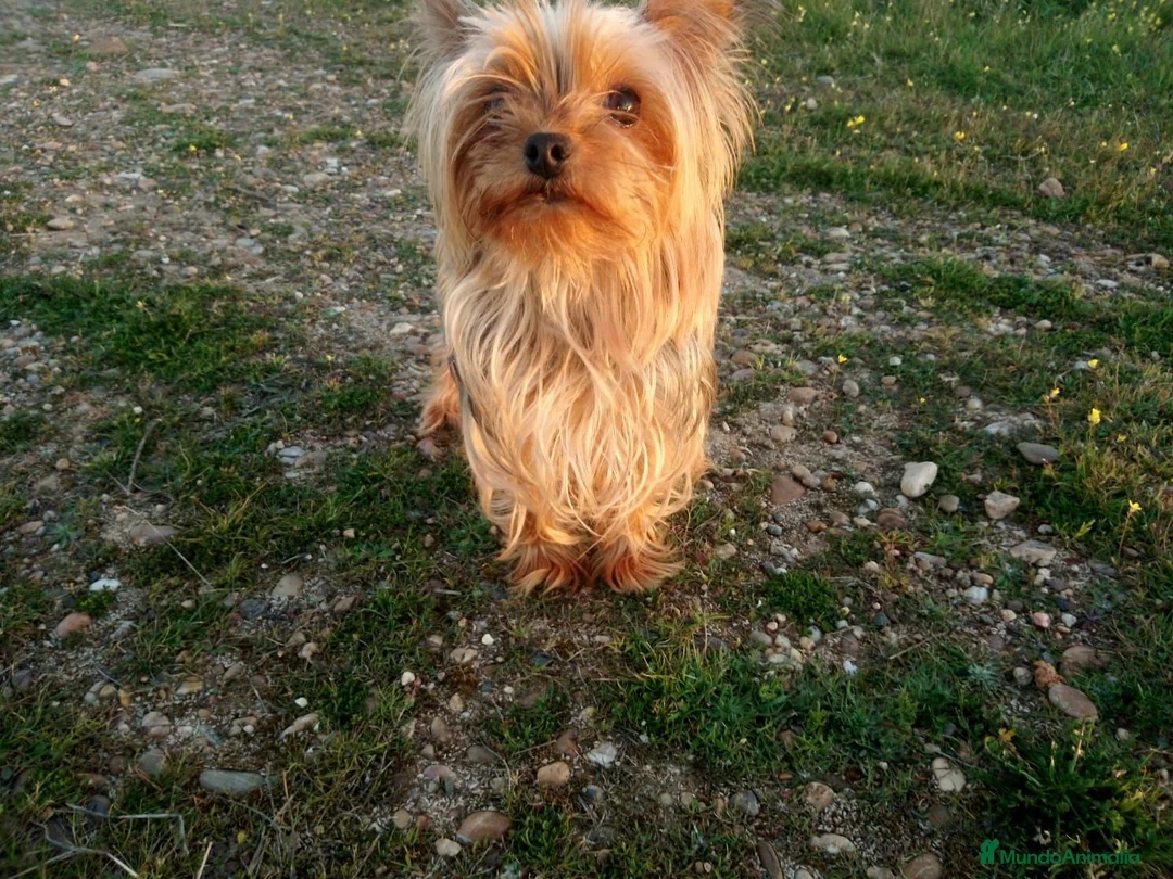 Yorkshire Terrier perros en venta: Yorsay mini - Anuncio 2