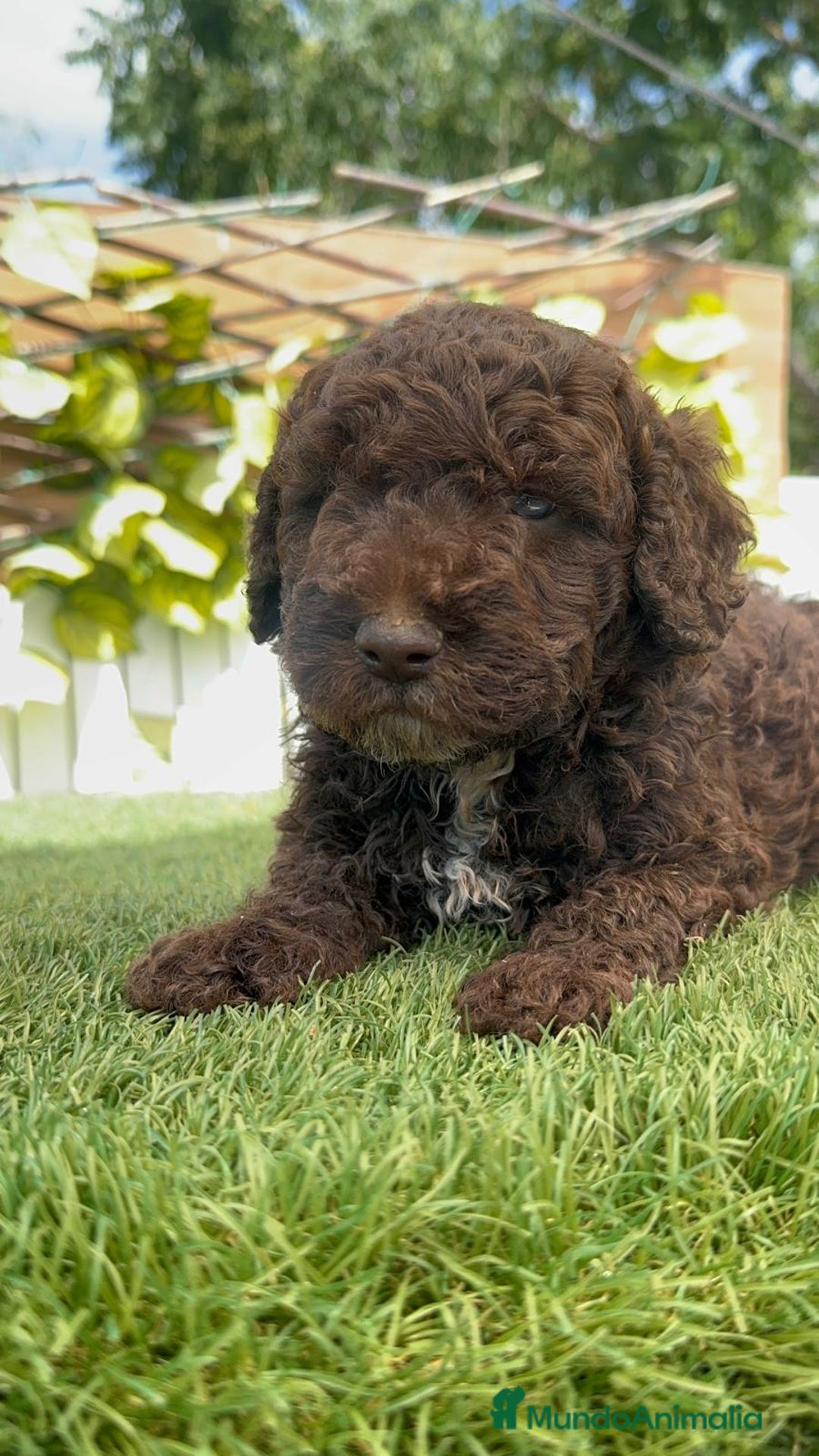 Perro de Agua Español perros en venta: PERRO DE AGUA ESPAÑOL - Imagen 24