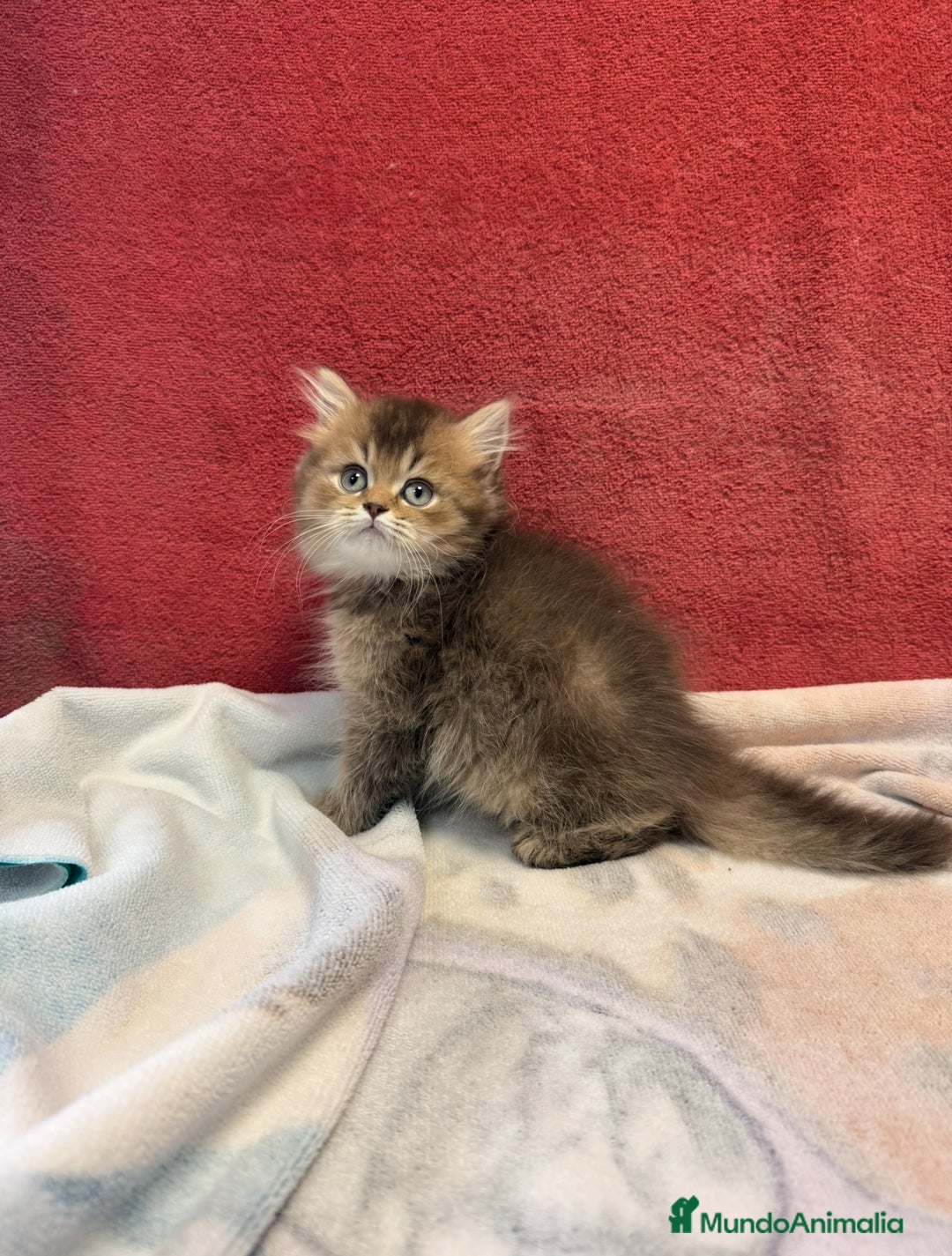 Británico de Pelo Largo gatos en venta: Monísimo British Golden de ojos verdes - Imagen 3