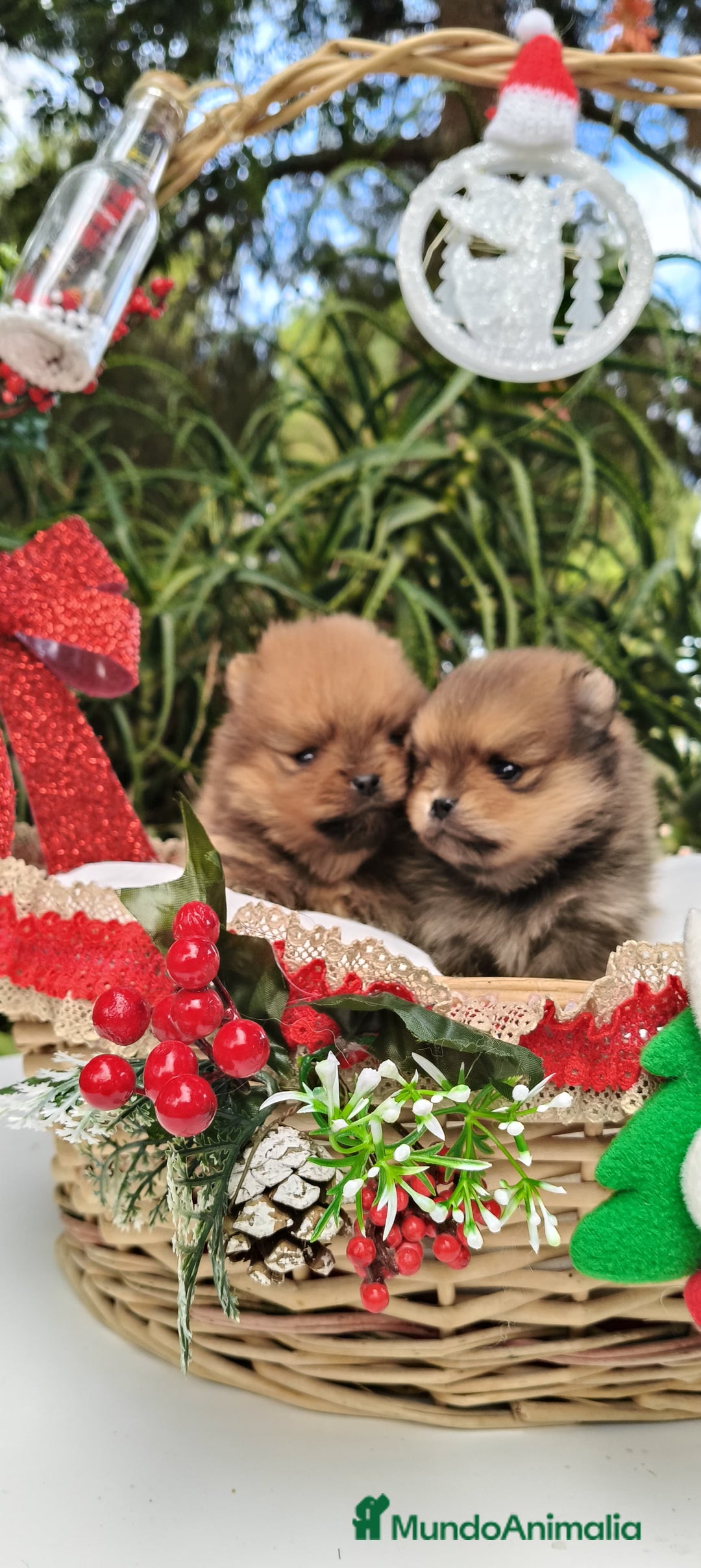 Pomerania perros en venta: Pomeranias toy descendientes de campeones - Anuncio 5