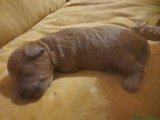 Caniche Toy perros - Anuncio 16