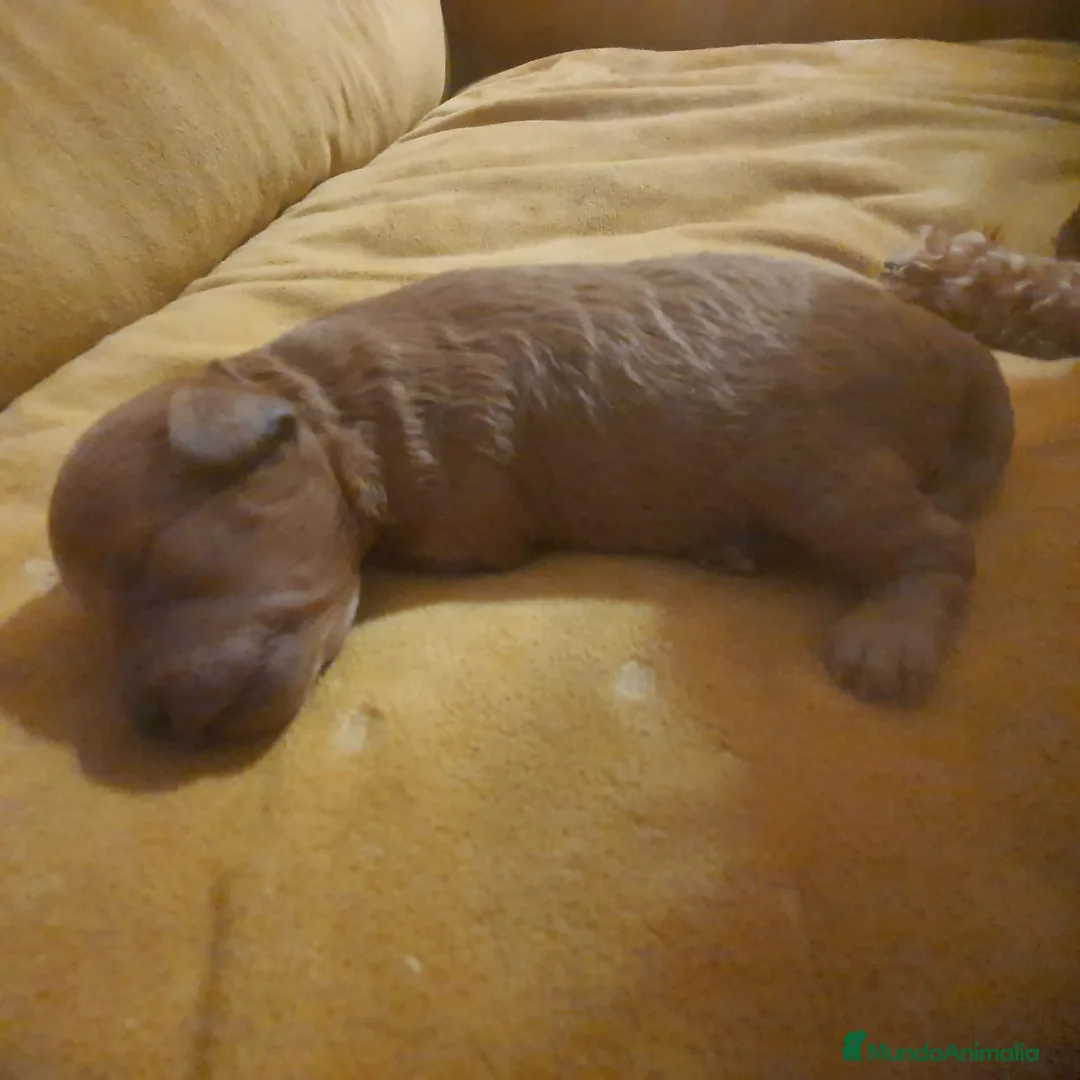 Caniche Toy perros en venta: Caniche Rojo. Poodle. - Anuncio 2